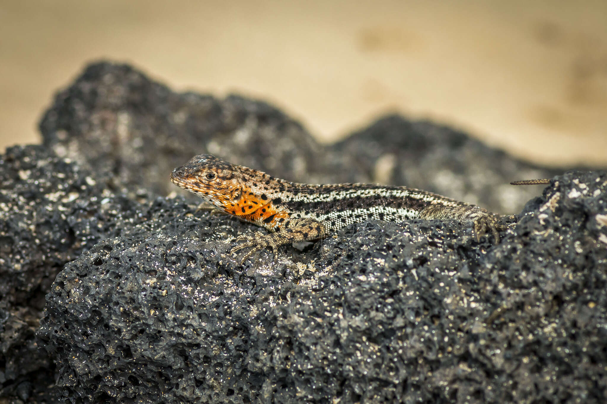 Image of Galapagos Lava Lizard