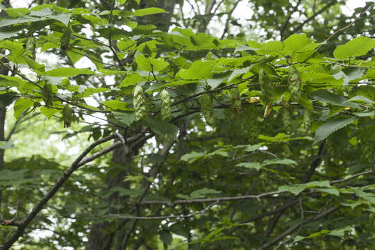 Image of Sawa Hornbeam