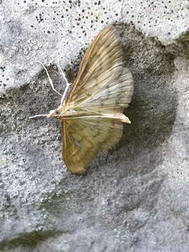 Paratalanta pandalis Hübner 1825 resmi