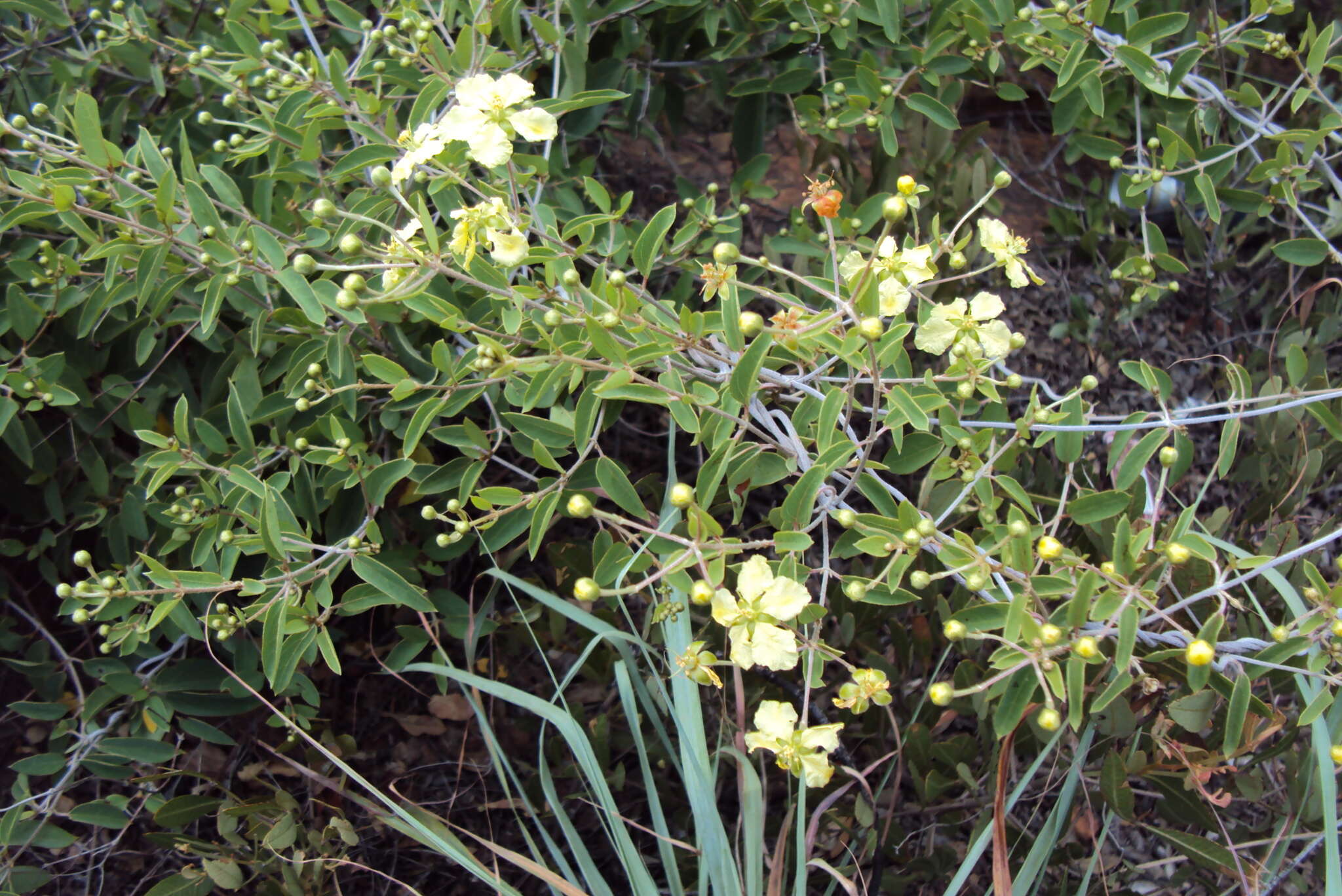 Image of Sphedamnocarpus galphimiifolius (Juss.) Szyszyl.