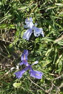 Imagem de Iris planifolia (Mill.) T. Durand & Schinz