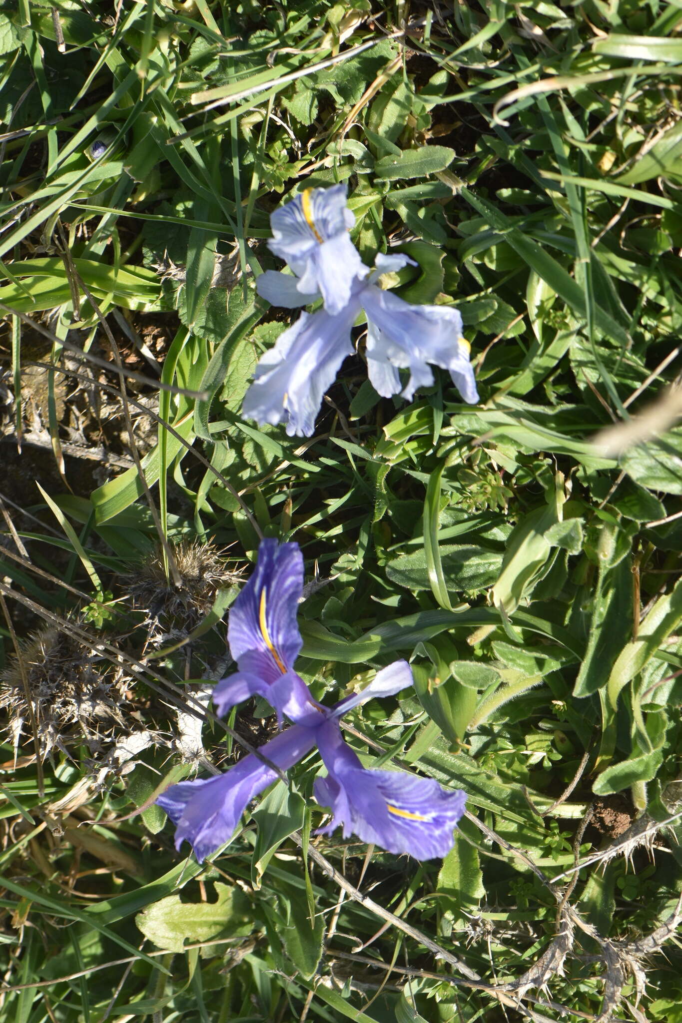 Imagem de Iris planifolia (Mill.) T. Durand & Schinz