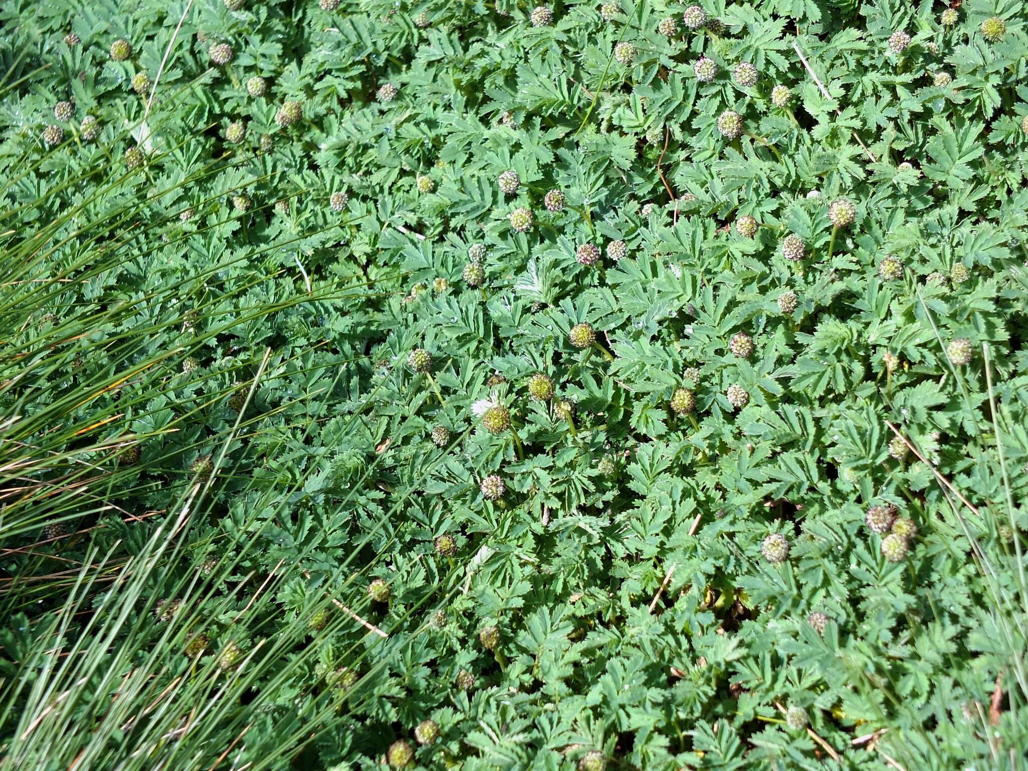 Plancia ëd Acaena minor var. antarctica (Cockayne) Allan