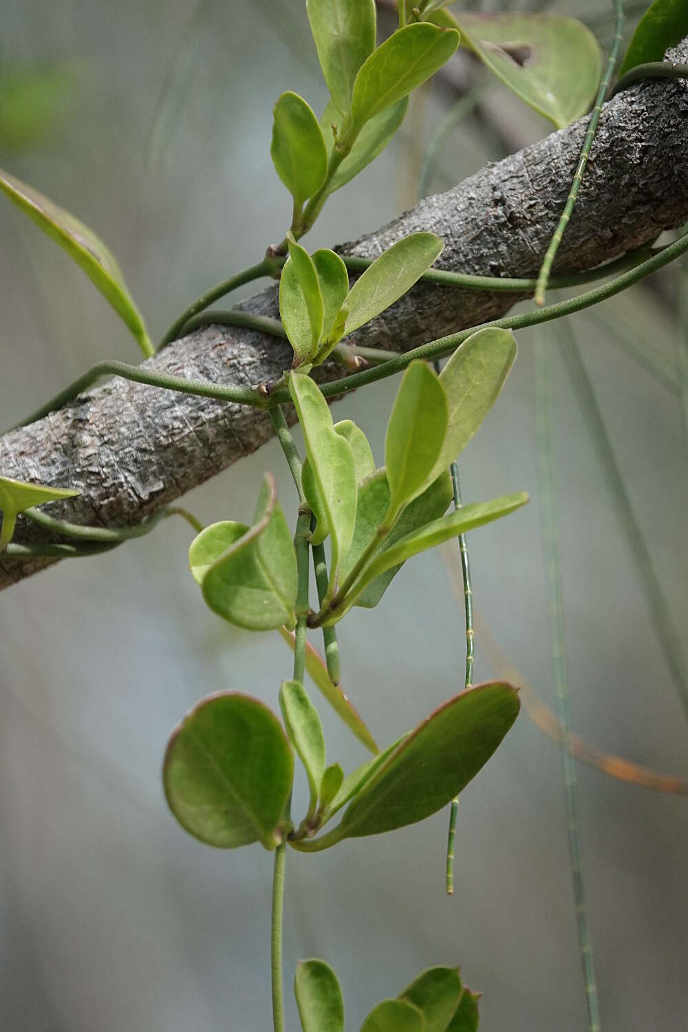 Vincetoxicum carnosum (R. Br.) Benth. resmi