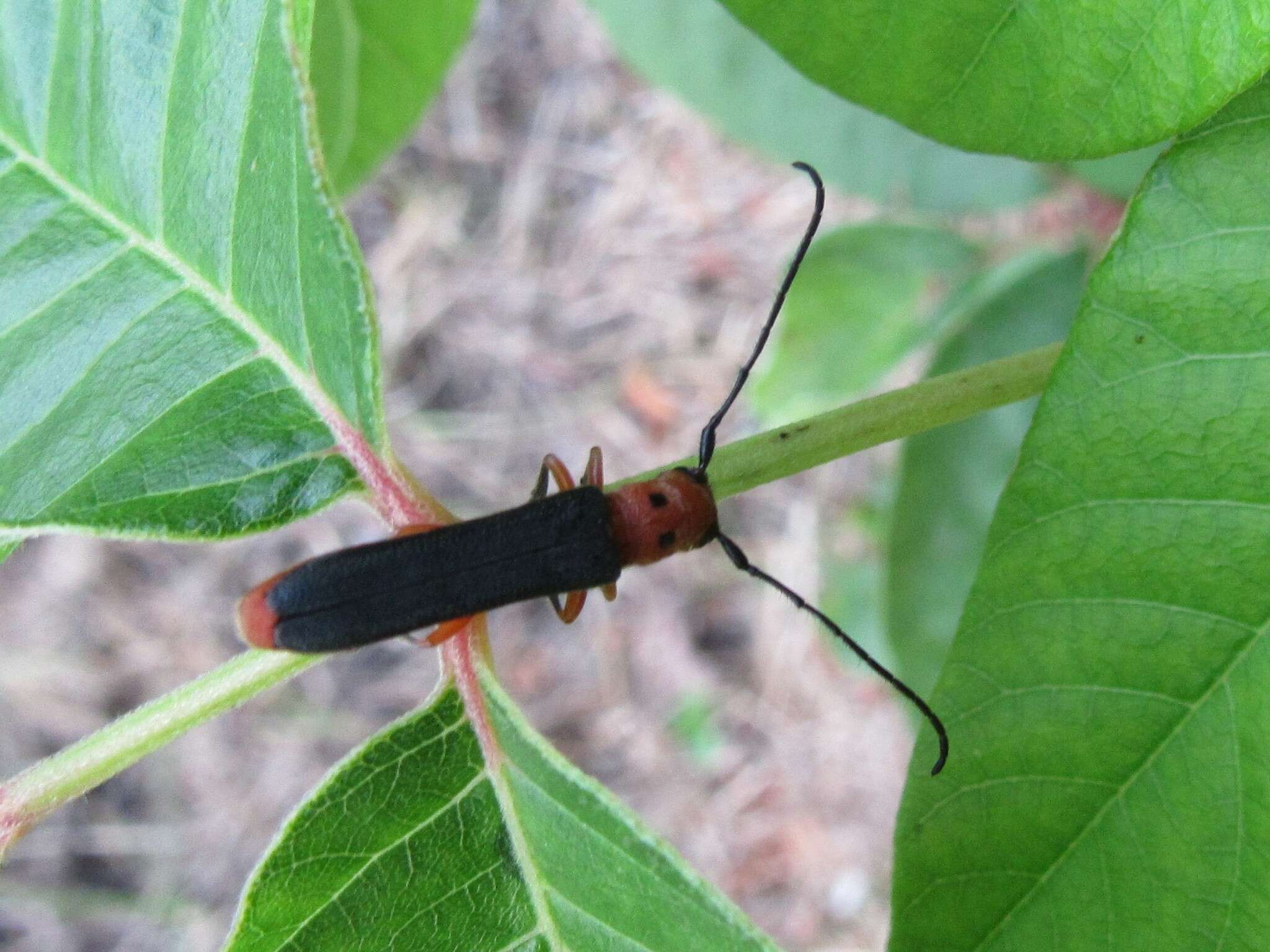 Image of Raspberry Cane Borer