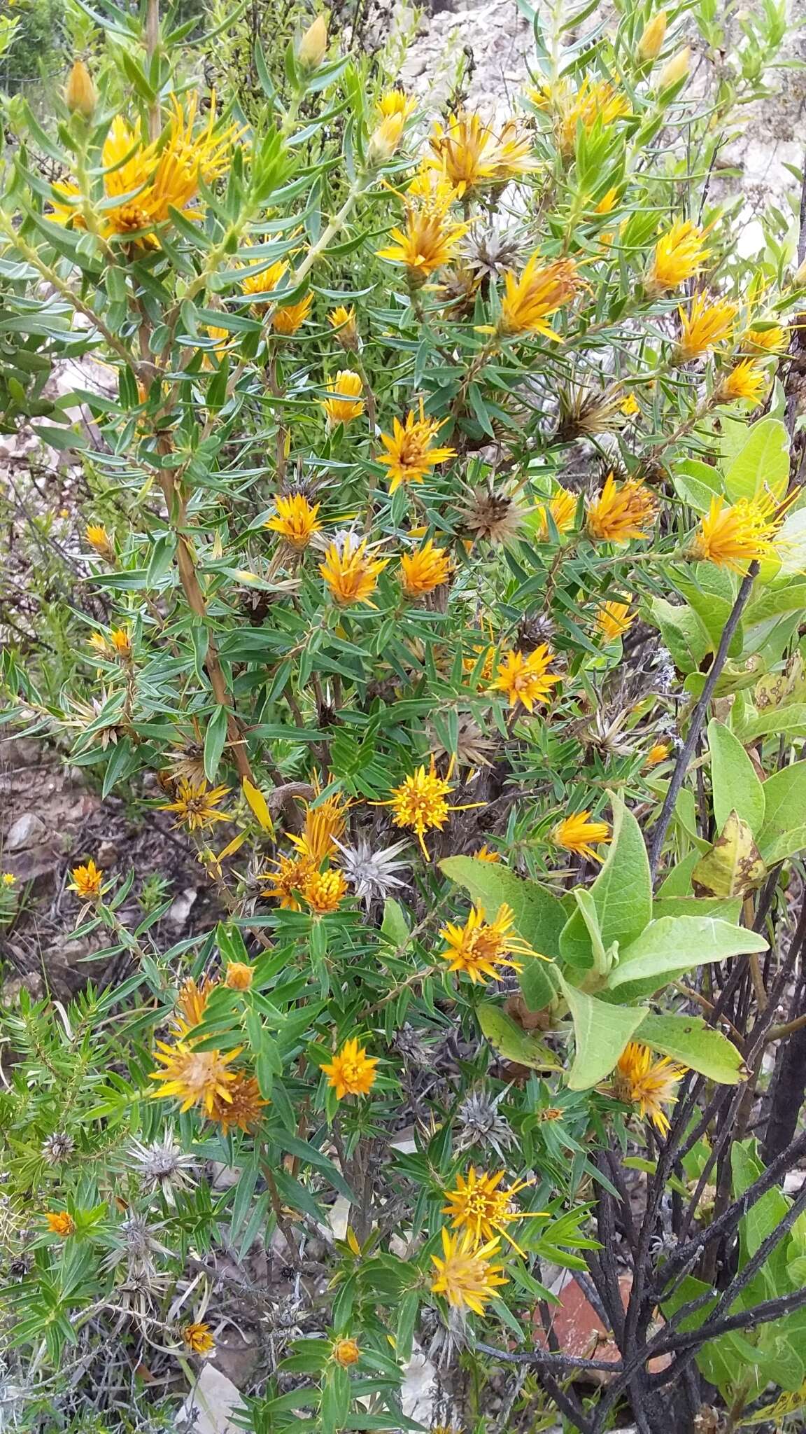 Image of Chuquiraga parviflora (Griseb.) Hieron.