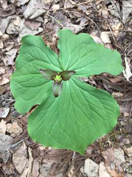 Image of Trillium apetalon Makino