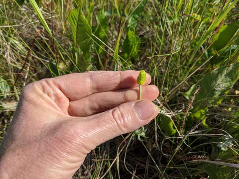 Image of Heart-Leaf Buttercup