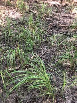 Image of cypress swamp sedge