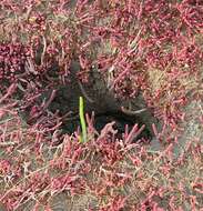 Image of red samphire