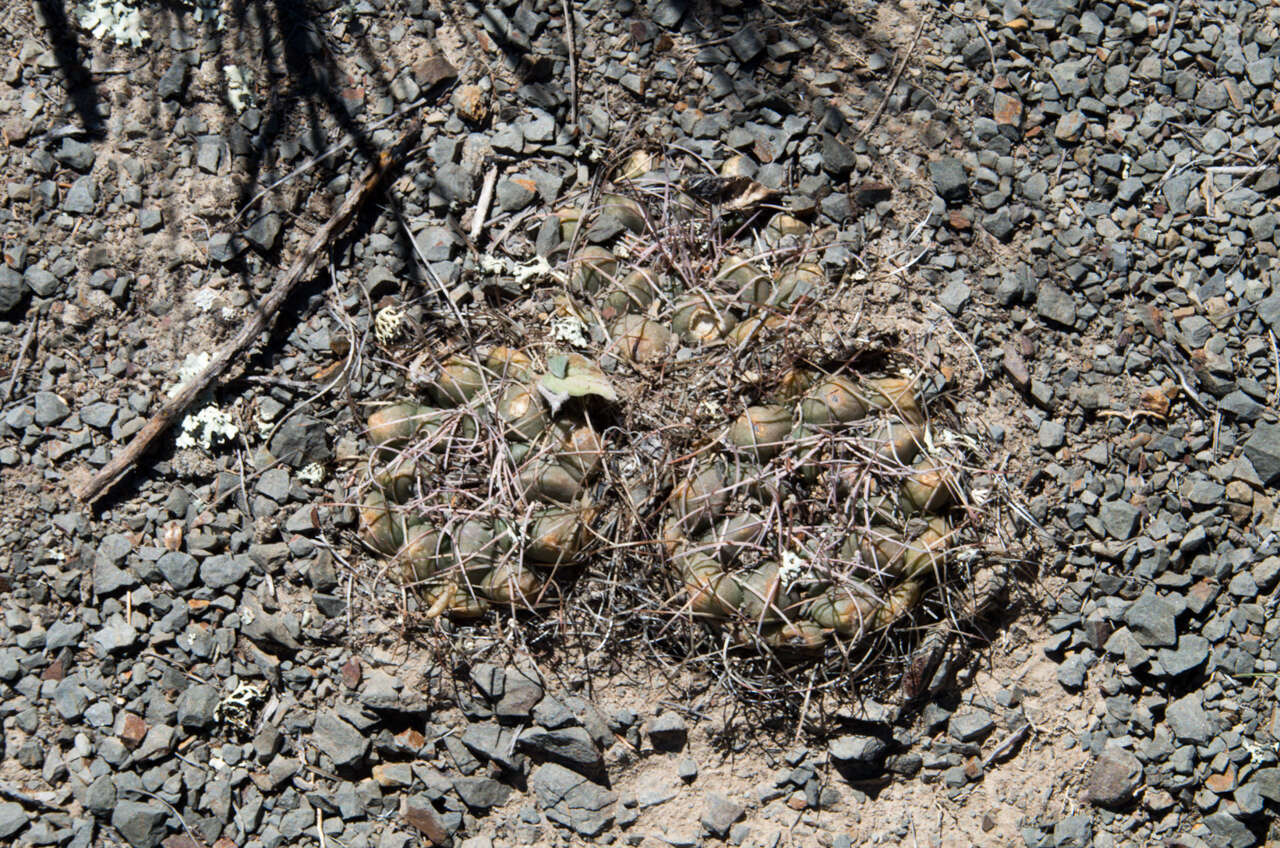 Image of Neowerdermannia vorwerkii Fric