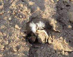 Image of Thistledown Velvet Ant