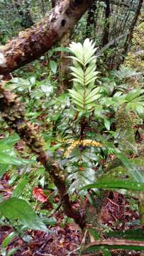 Image of Dypsis concinna Baker