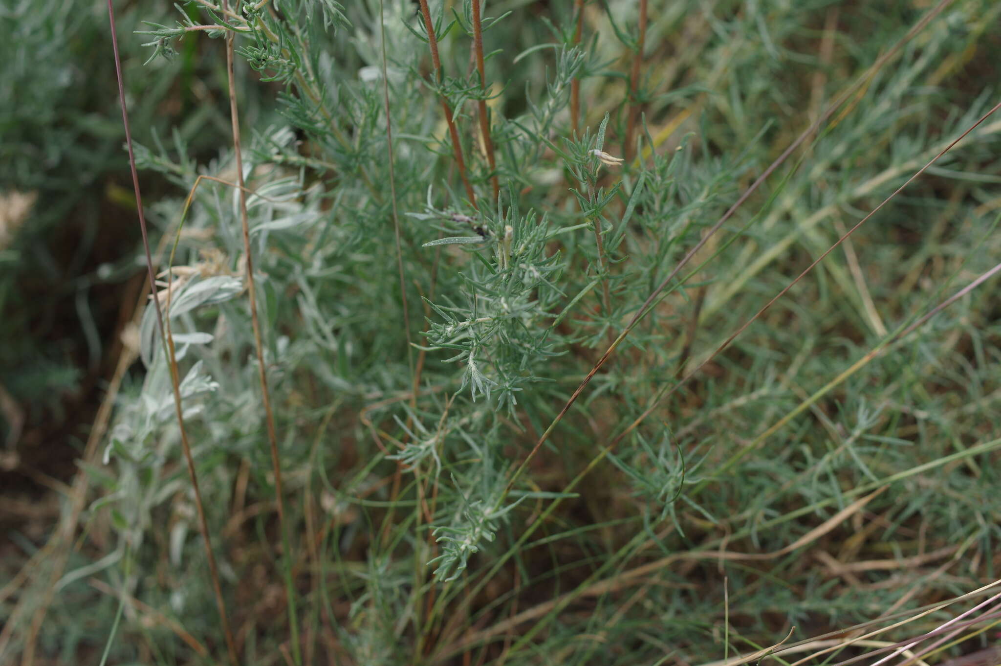 Image of forage kochia