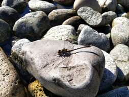 Imagem de Neogomphus edenticulatus Carle & Cook 1984