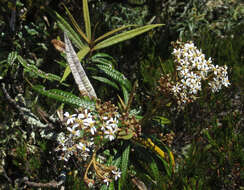 Слика од Olearia lacunosa Hook. fil.