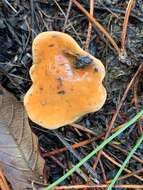 Image of Suillus bovinus (L.) Roussel 1796