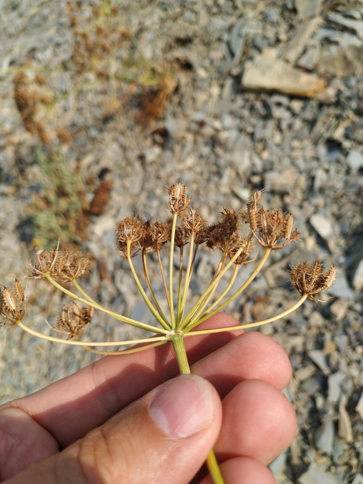 Imagem de Astrodaucus orientalis (L.) Drude