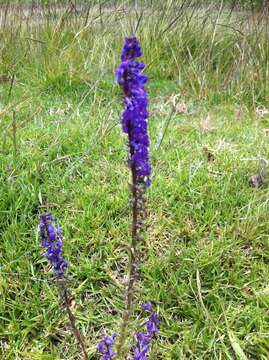 Imagem de Lobelia fenestralis Cav.