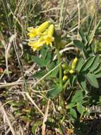 Image of tundra milkvetch