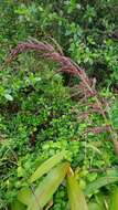 Image of bigleaf bristlegrass