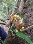 Passiflora cerradensis Sacco的圖片