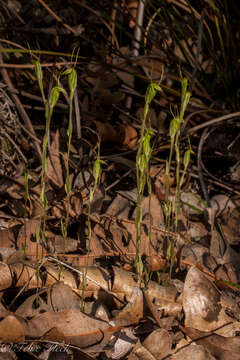 Image of Pterostylis pyramidalis Lindl.