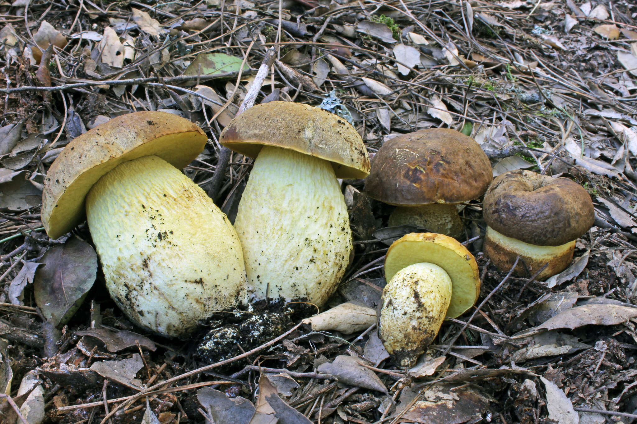 Image of Leccinellum lepidum (H. Bouchet ex Essette) Bresinsky & Manfr. Binder 2003