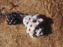 Image of humped rock shell