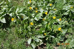 Image of mule-ears