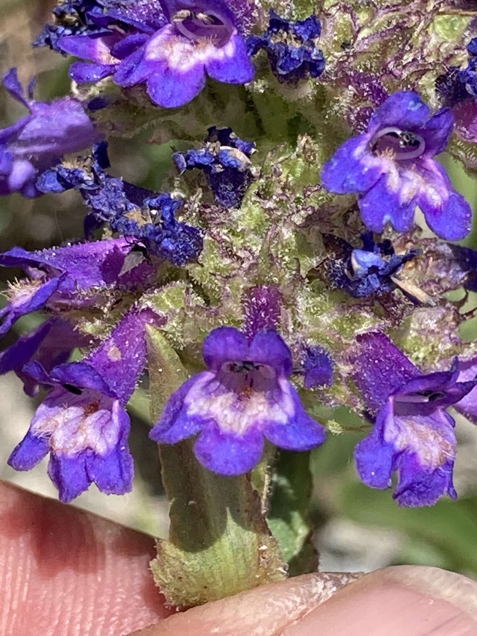 Plancia ëd Penstemon washingtonensis D. D. Keck