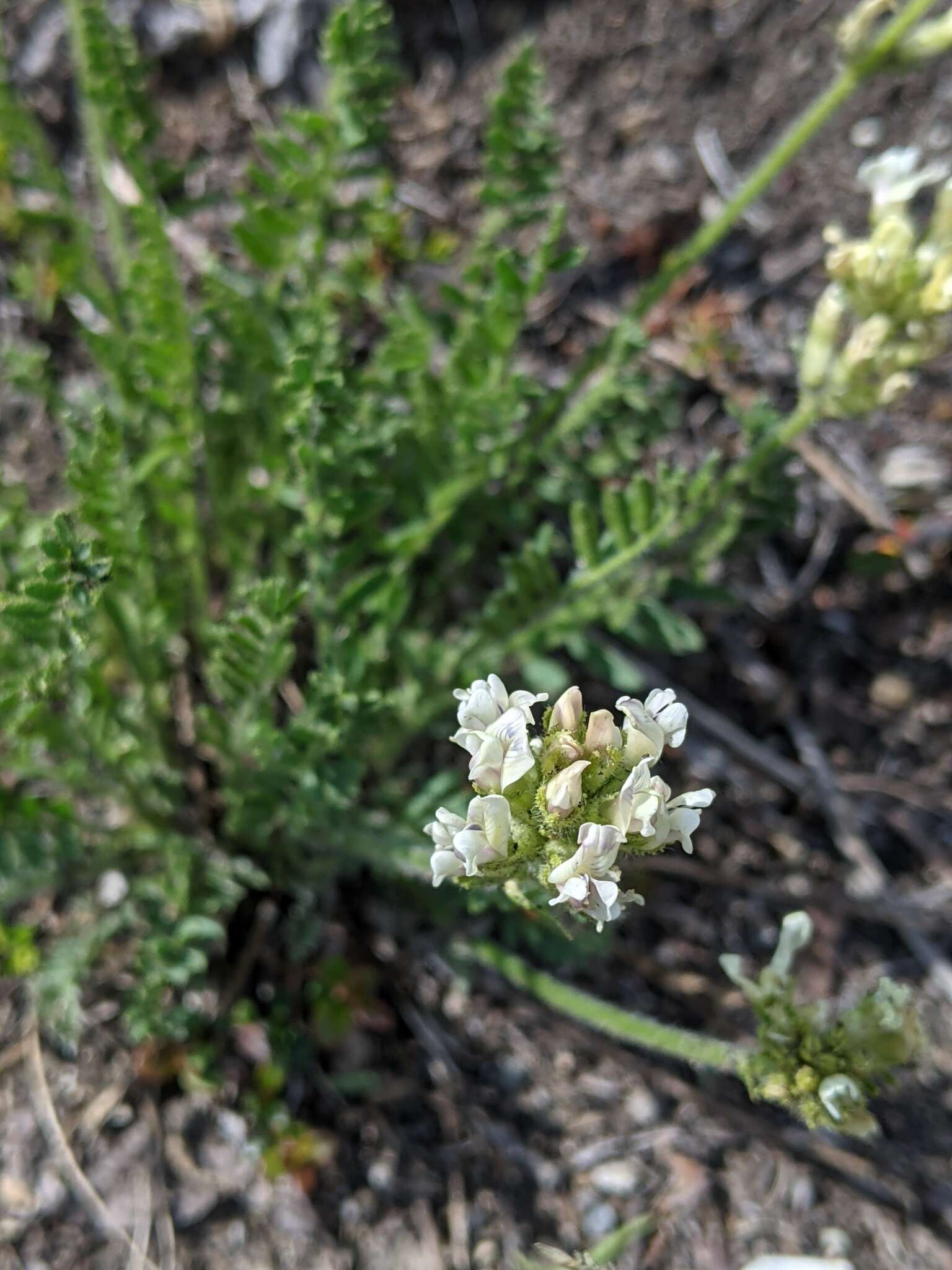 Image of <i>Oxytropis borealis</i> var. <i>sulphurea</i> (Pors.) S. L. Welsh