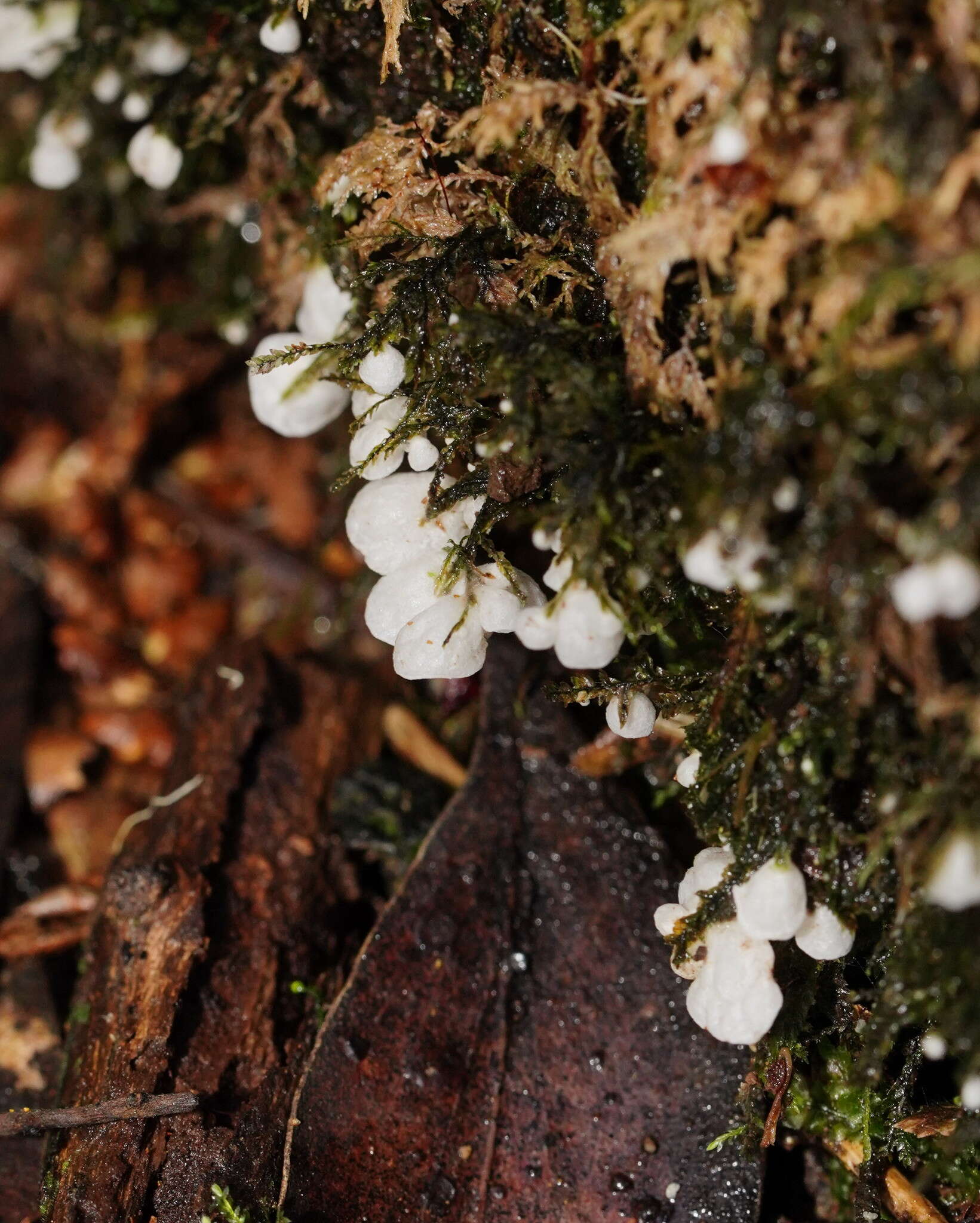 Image de Rimbachia bryophila (Pers.) Redhead 1984