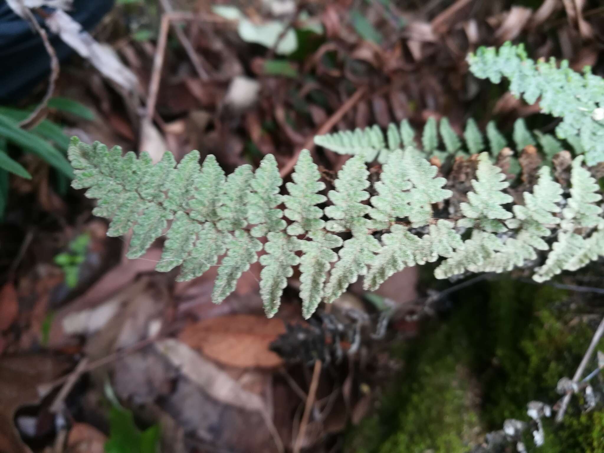 Image of Woolly lipfern