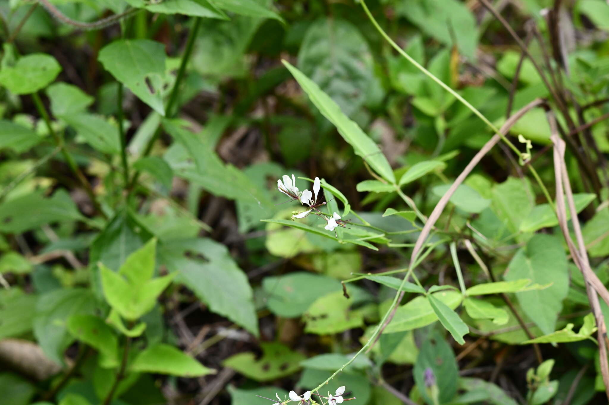 Image of toothed spiderflower