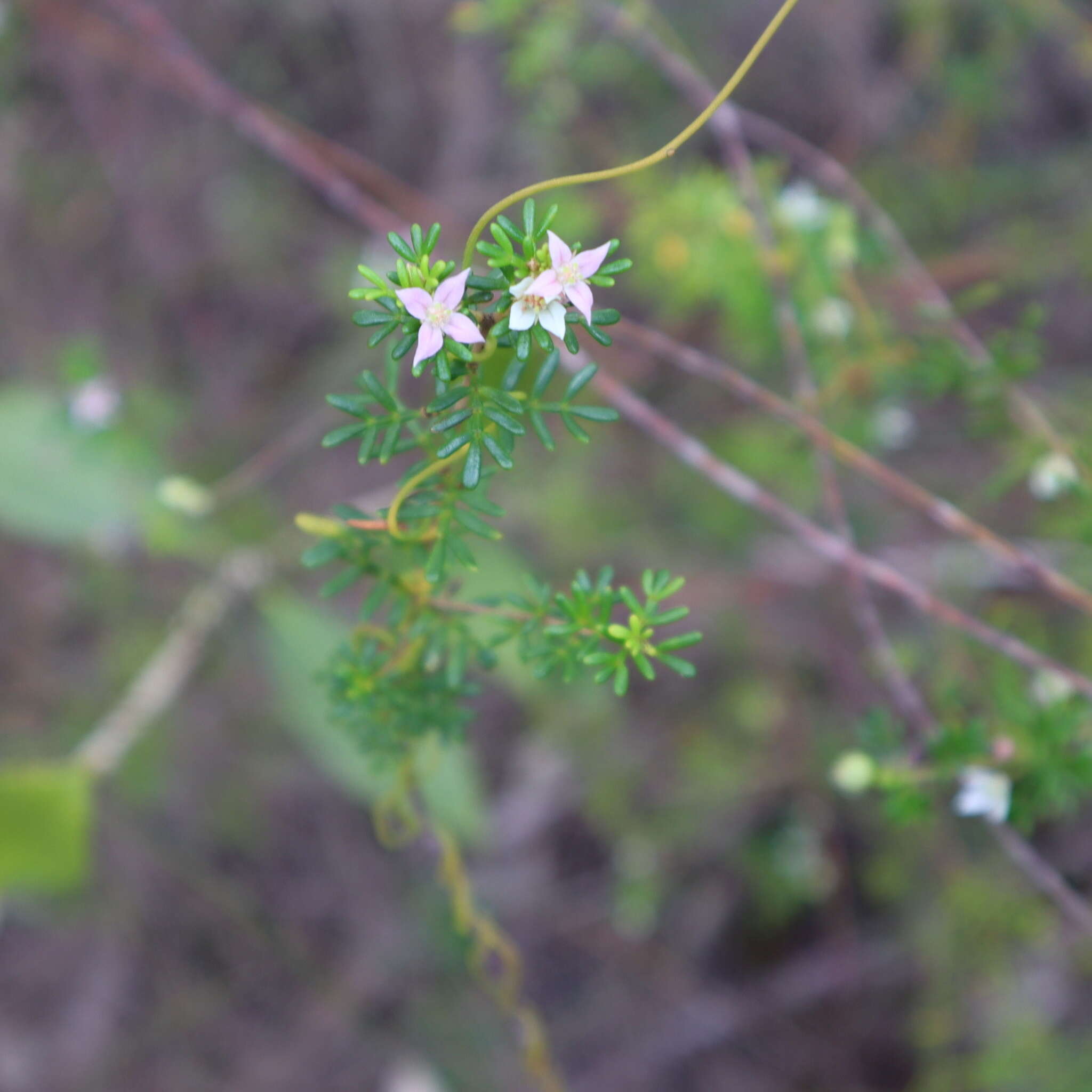 Image de Boronia alulata Soland. ex Benth.