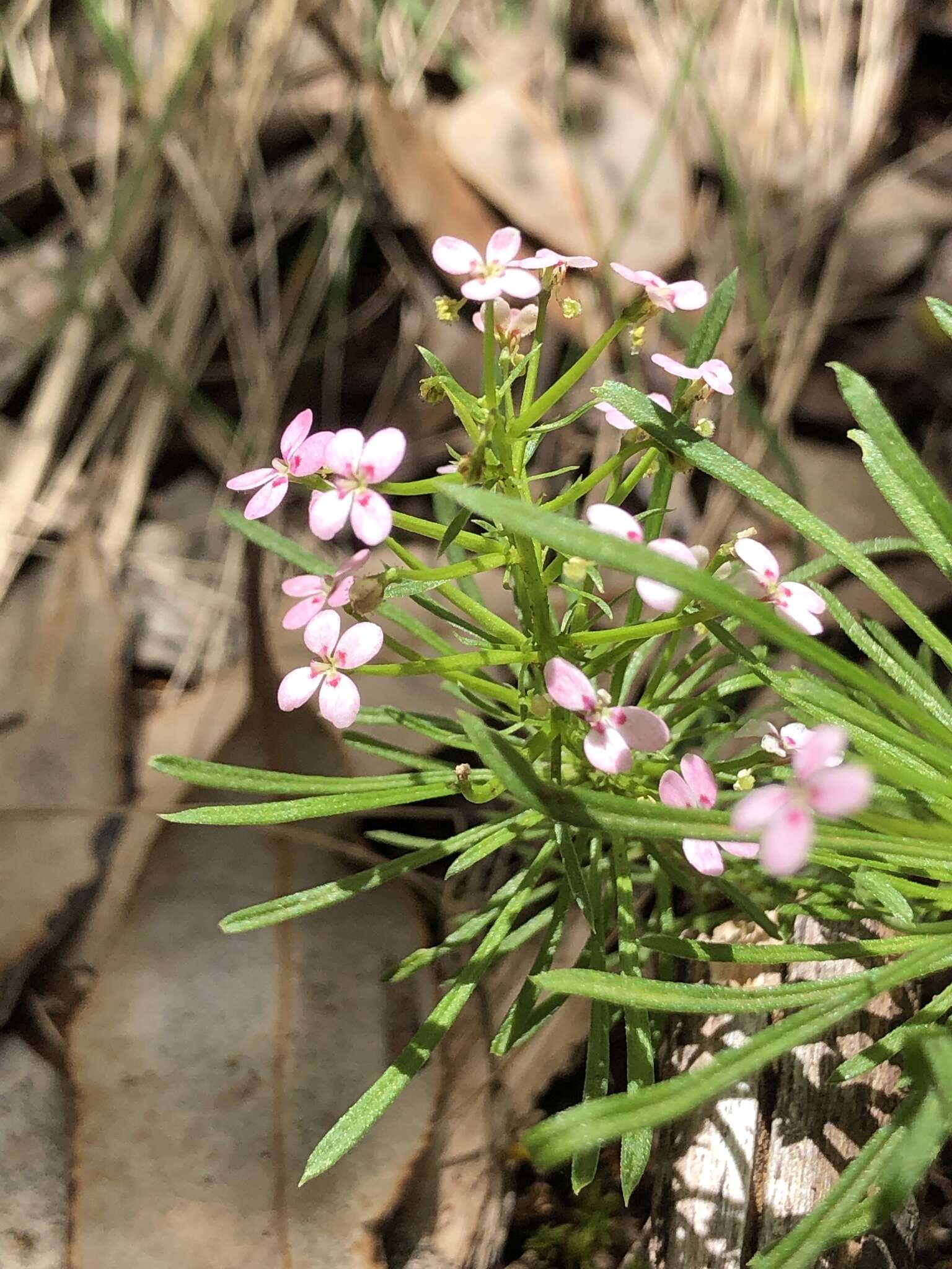 Sivun Stylidium adnatum R. Br. kuva