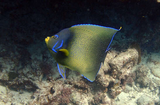 صورة Pomacanthus semicirculatus (Cuvier 1831)