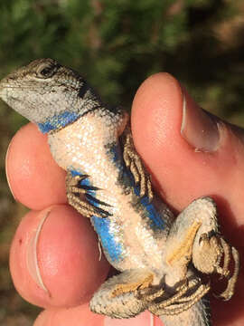 Image of Sceloporus occidentalis occidentalis Baird & Girard 1852