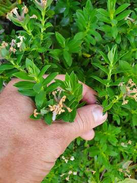 Image of Pimelea gnidia (J. R. & G. Forst.) Willd.