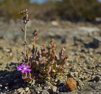 Imagem de Ruschia neovirens Schwant.