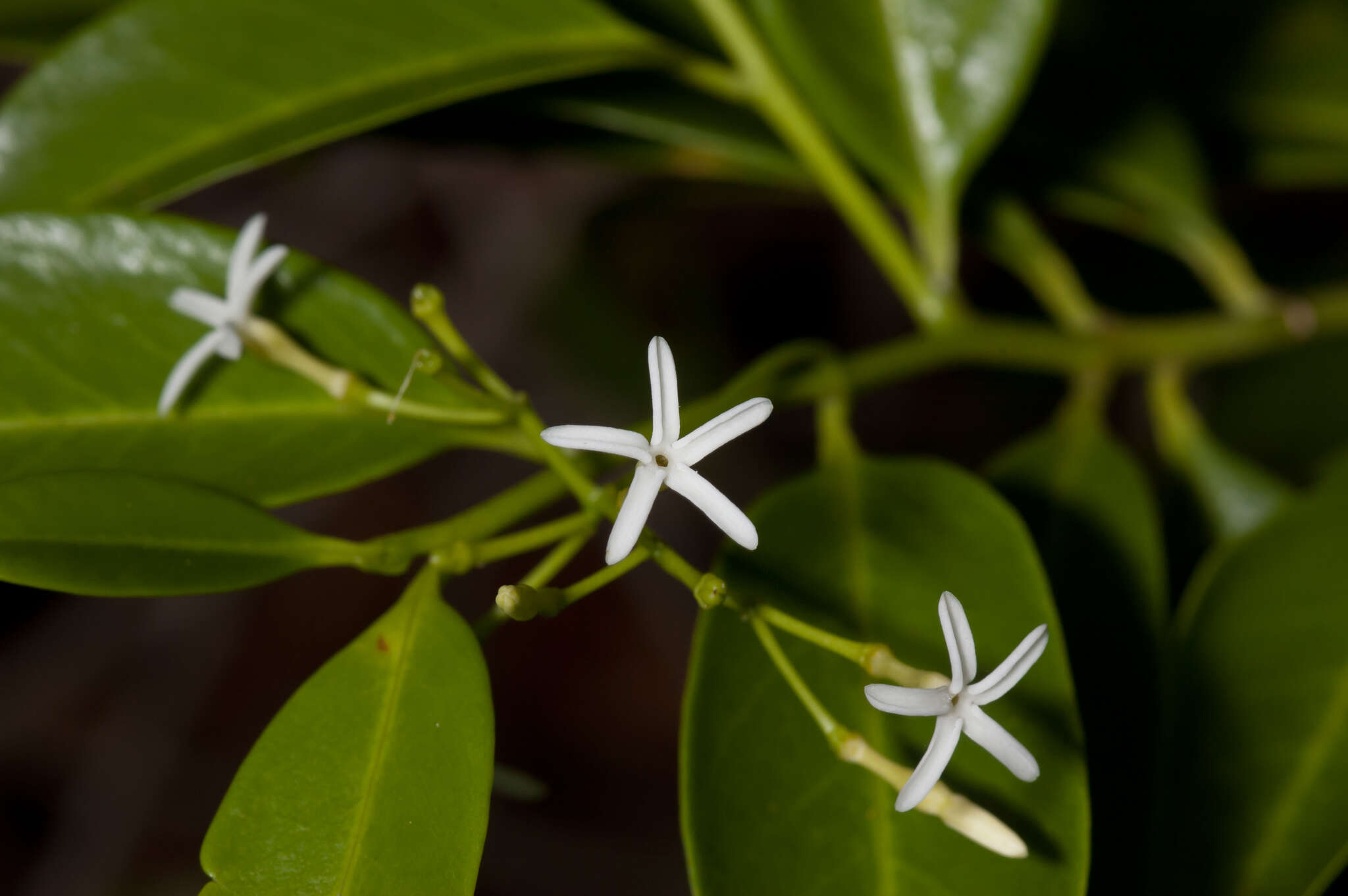 Image of tearshrub