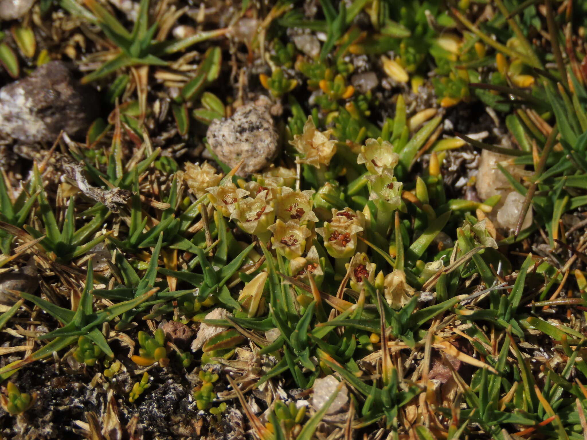 Image of Antarctic pearlwort