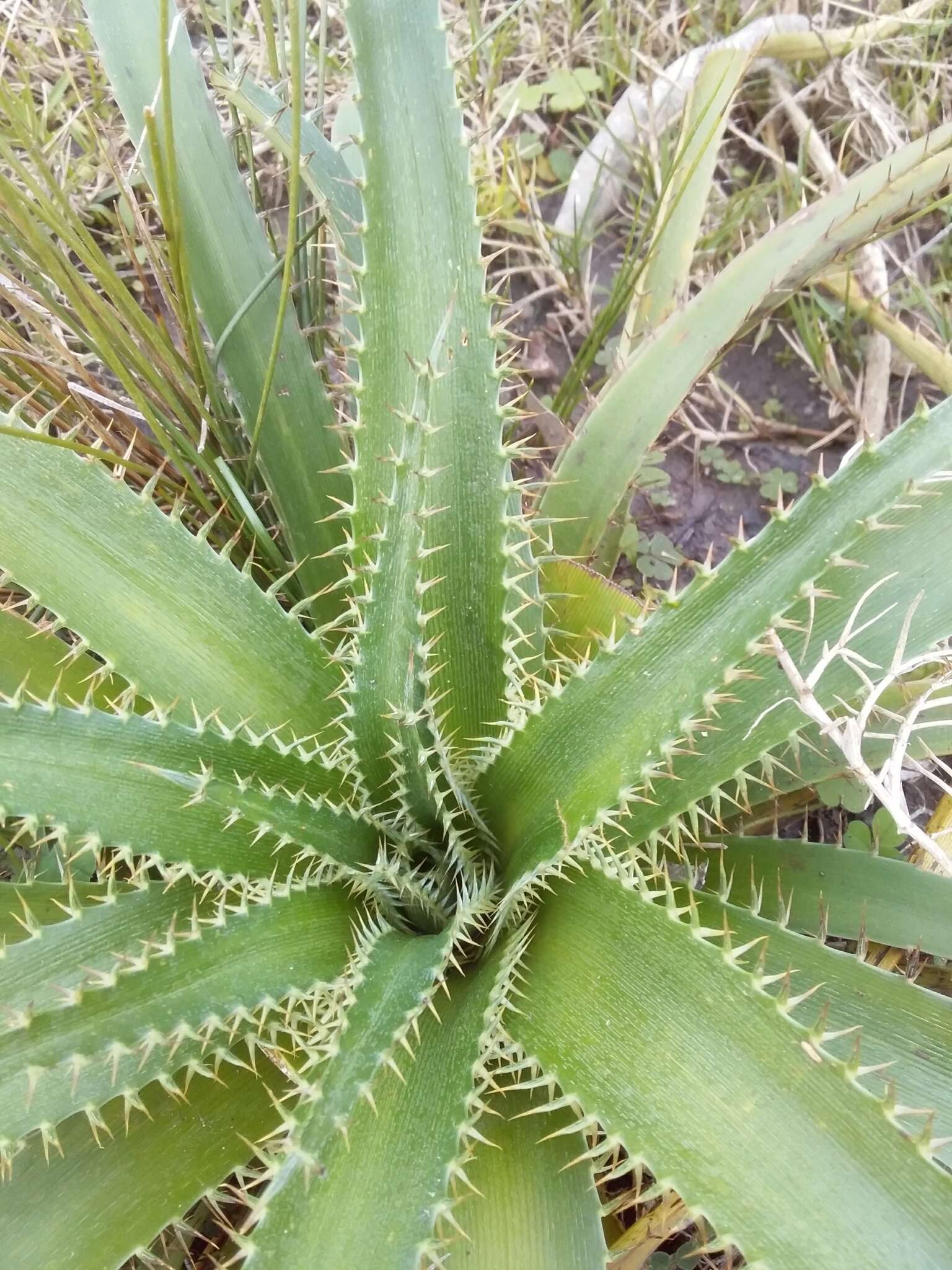 Image of Eryngium eburneum Decne.