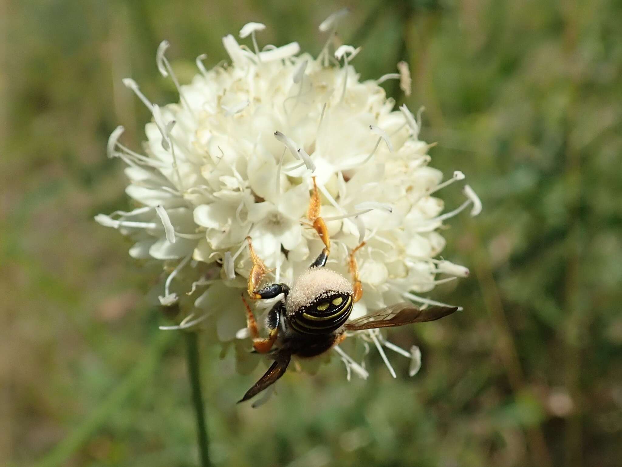 Trachusa interrupta (Fabricius 1781)的圖片