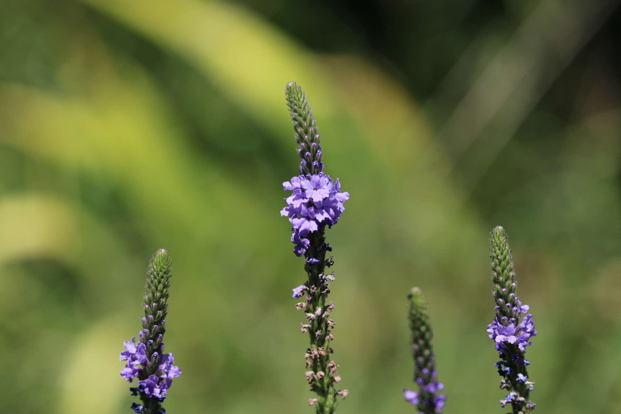 Image de Verbena stricta Vent.