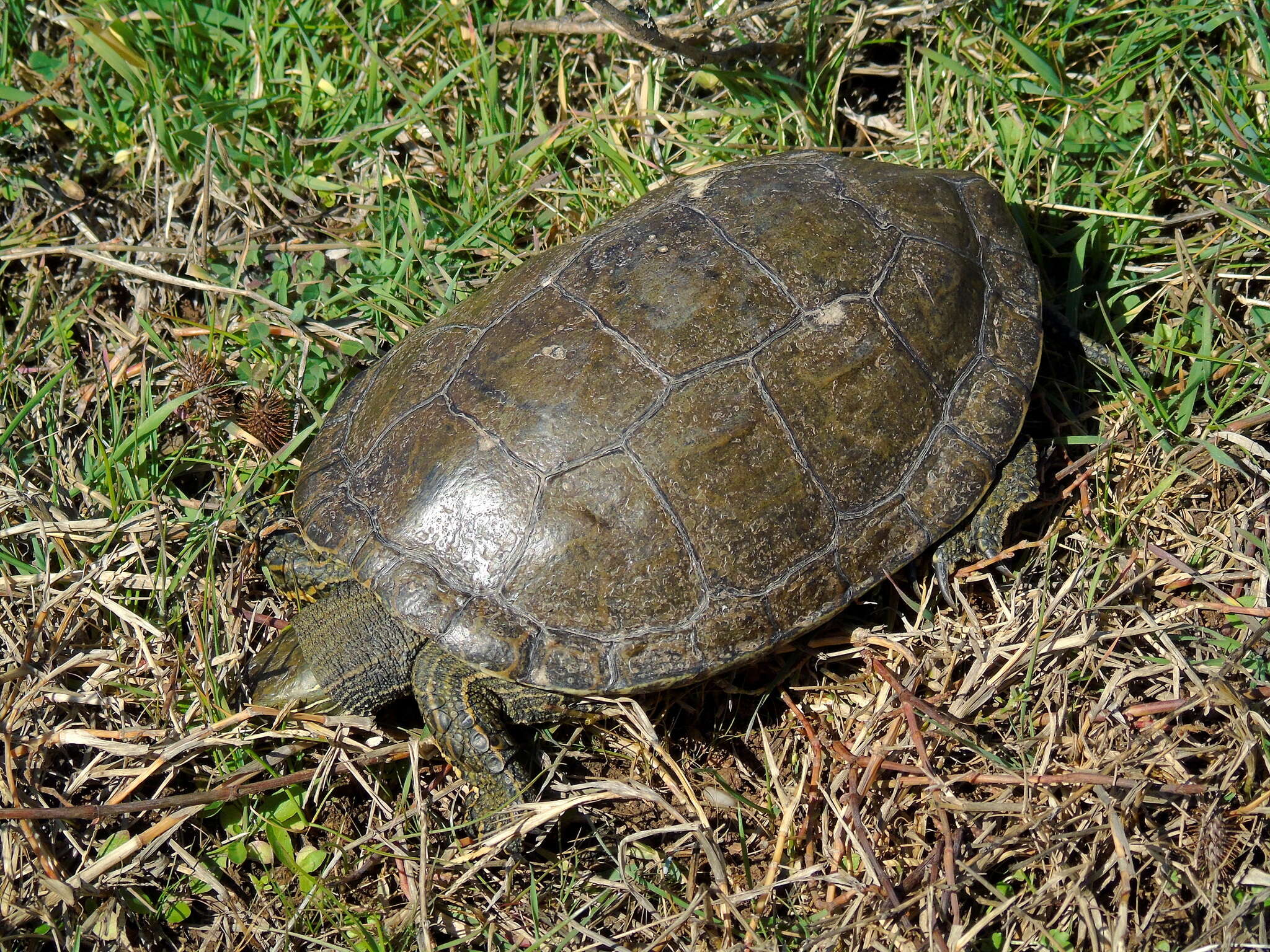 Image of Caspian turtle