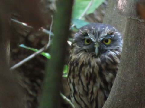 Image of Ninox novaeseelandiae novaeseelandiae (Gmelin & JF 1788)