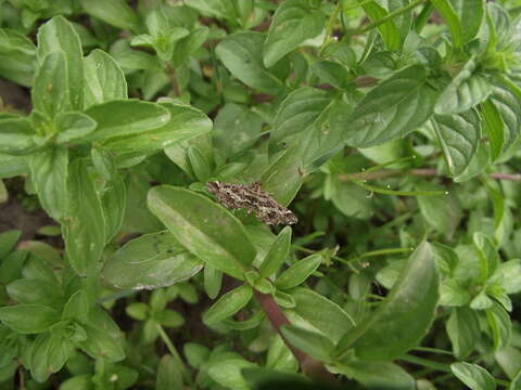 Слика од Diasemiopsis ramburialis Duponchel 1834