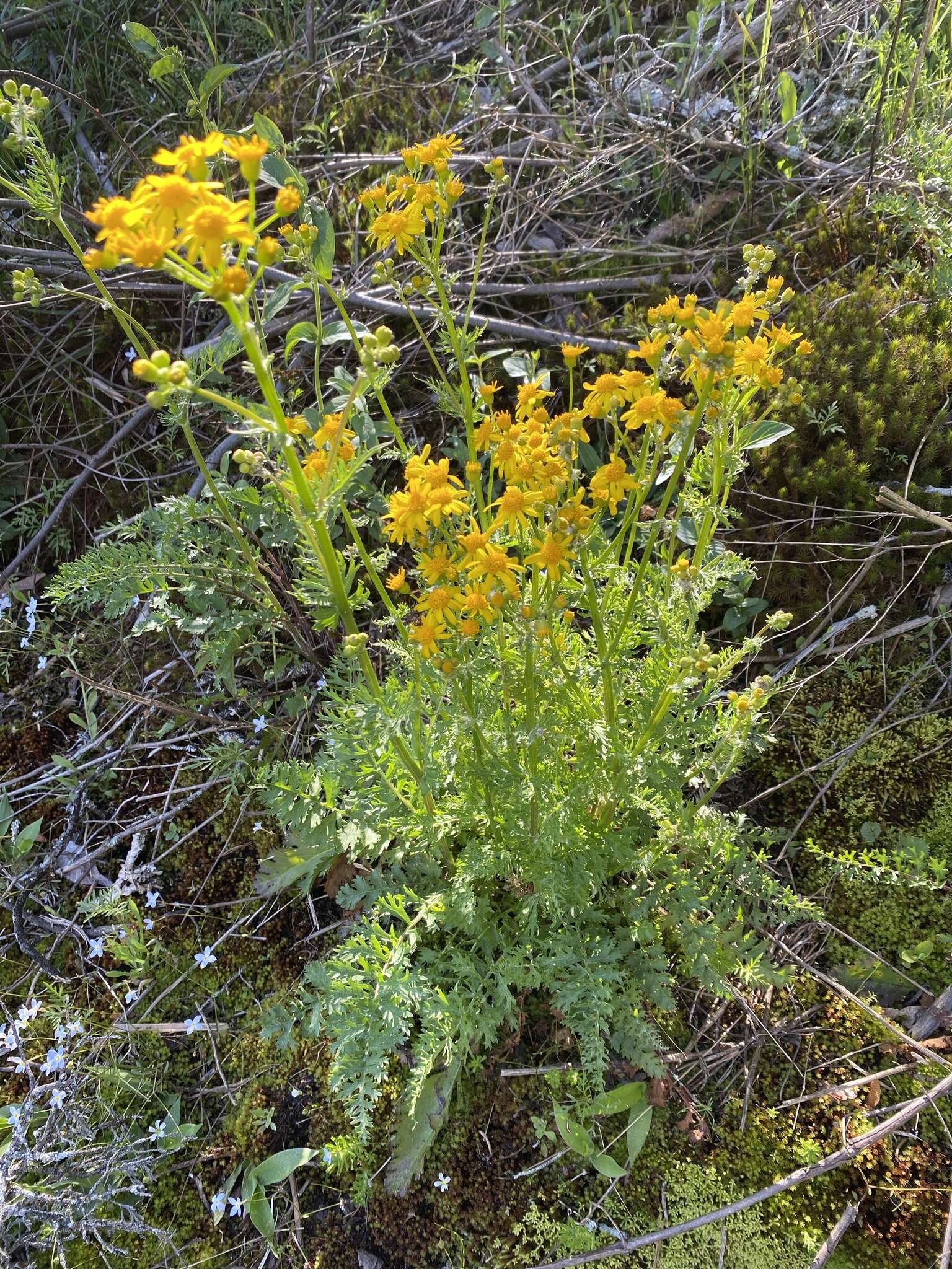 Image of Packera millefolia (T. & G.) W. A. Weber & Á. Löve